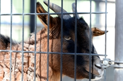 囚われの身ー２