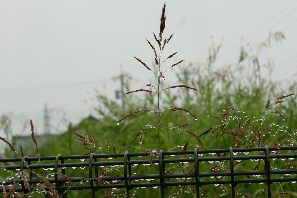 雨の日は涼しかった ―2