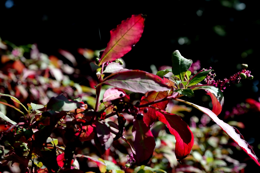 アメリカヤマゴボウ （薬用）