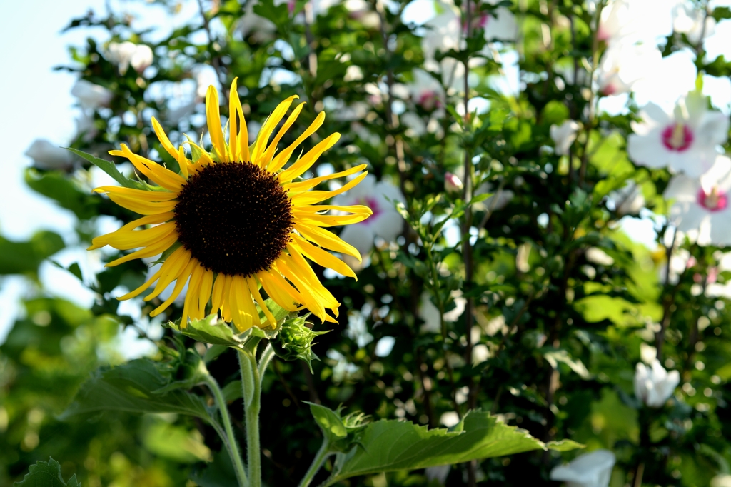 こんにちはー２