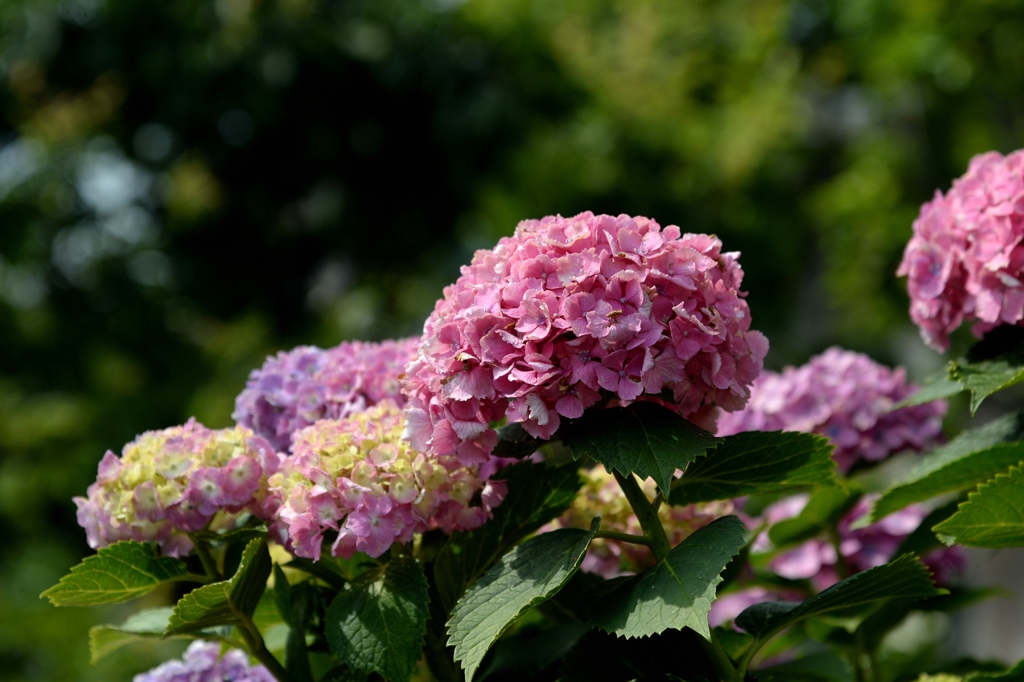 六月の終わりにー3