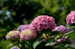 六月の終わりにー3