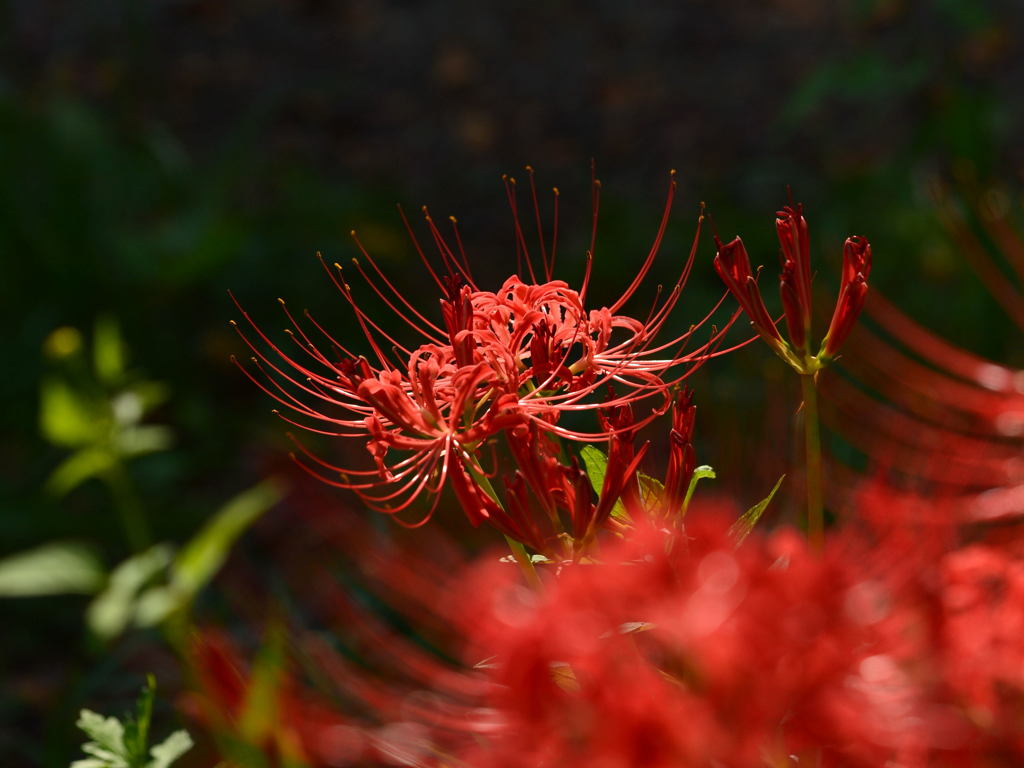 天上の花 とか－2