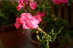 身近な 花－１