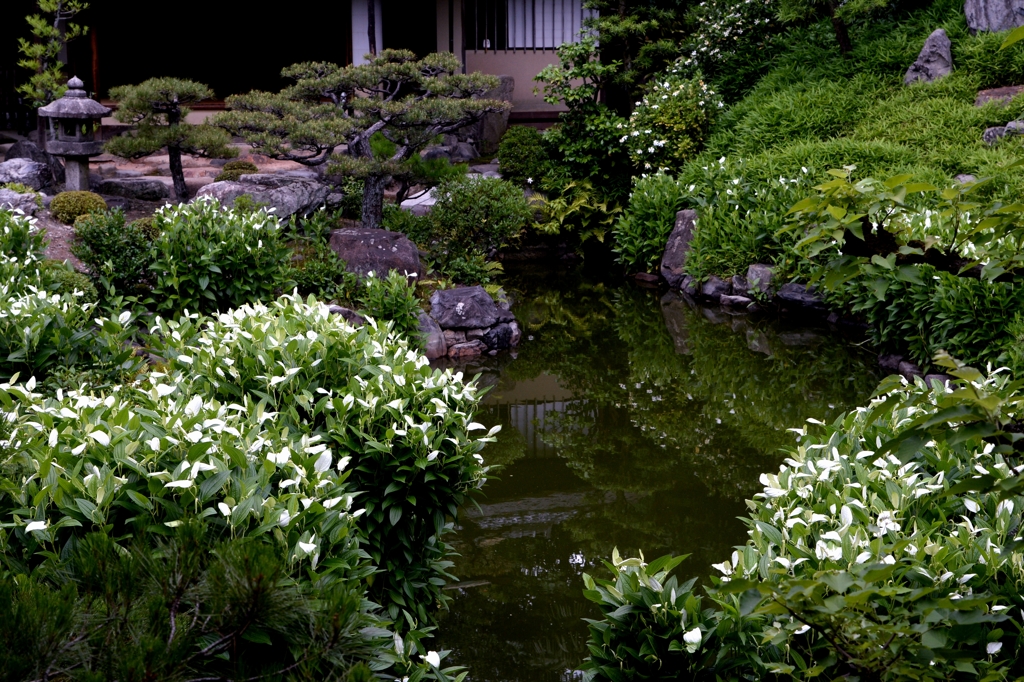 半夏生の両足院ー2