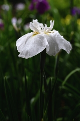 今年も有難うー3