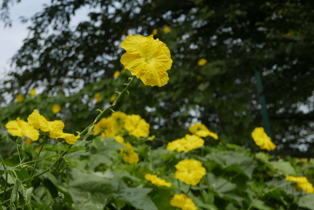 糸瓜の花ー２