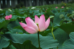静かで気が休まる処 ー2