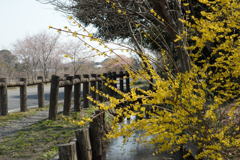 見沼の春ー1
