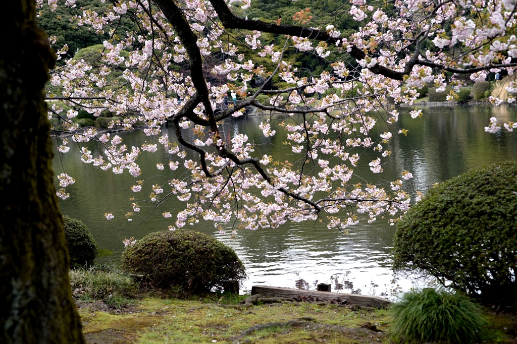 名残のサクラーａ