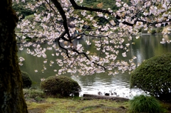 名残のサクラーａ