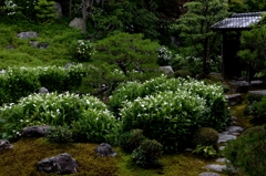半夏生の両足院ー4
