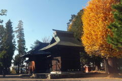 映える 銀 杏 ー1