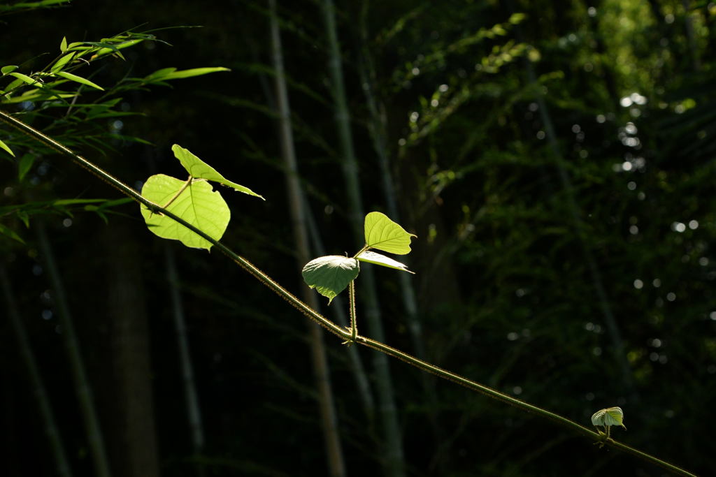 梅雨の晴れ間に―2