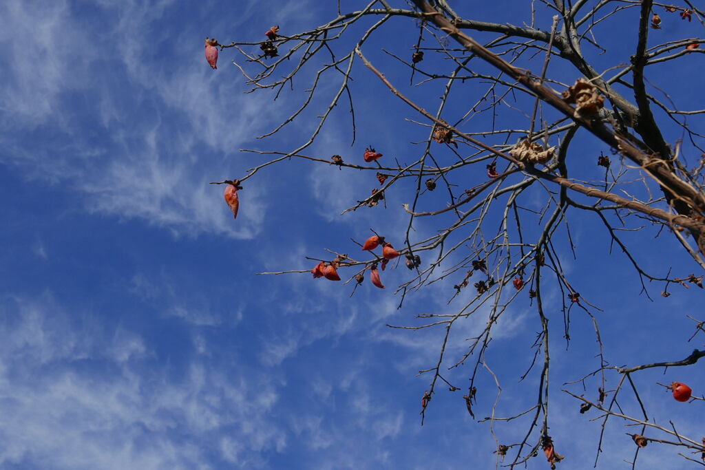  冬 の 青 空 と   —1