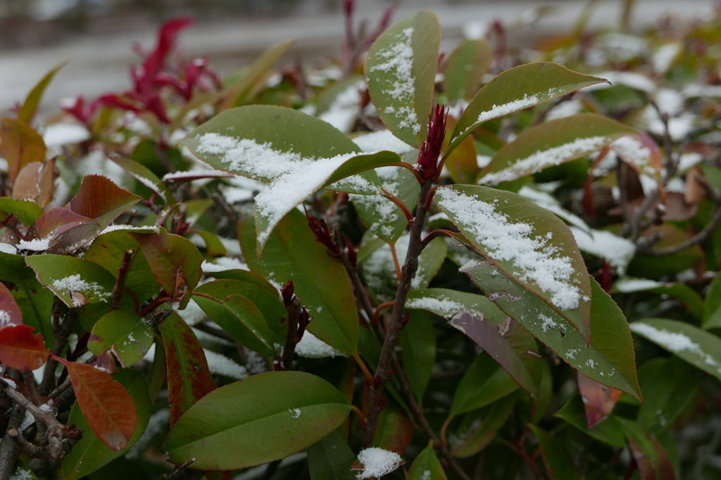 初　雪ー2