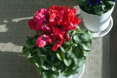 ベランダ から ー1