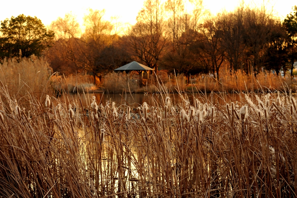 師走の公園でーｄ