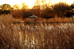 師走の公園でーｄ