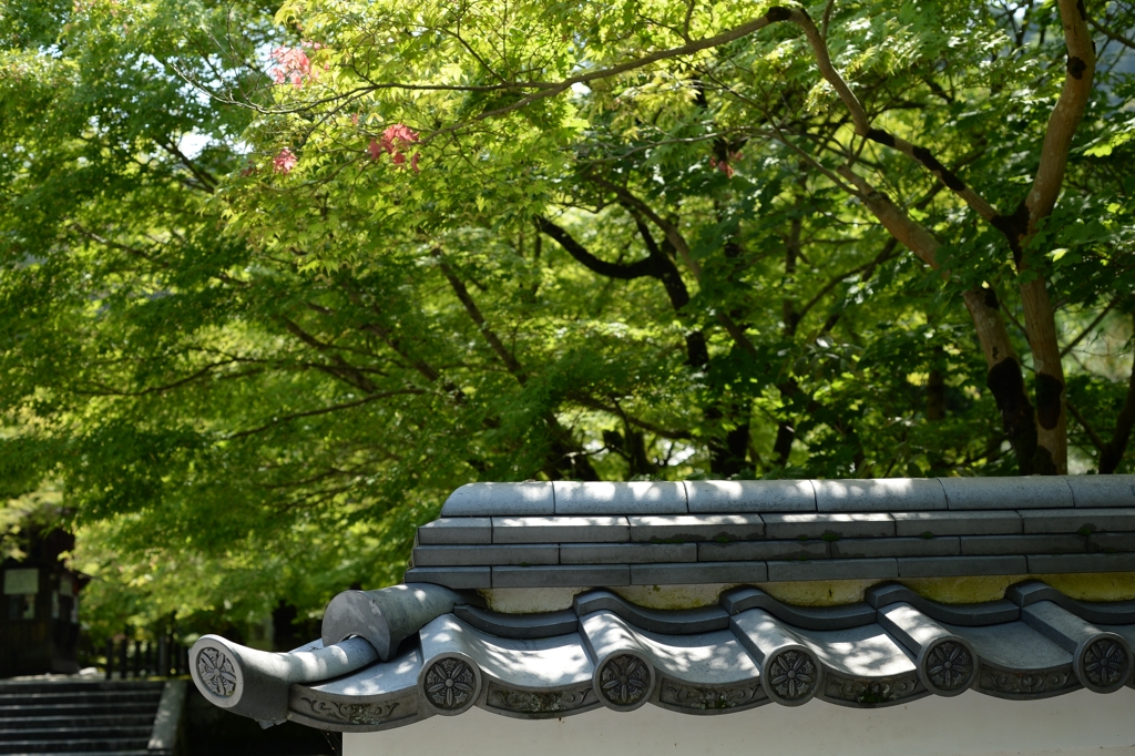 日本画と写真ー5