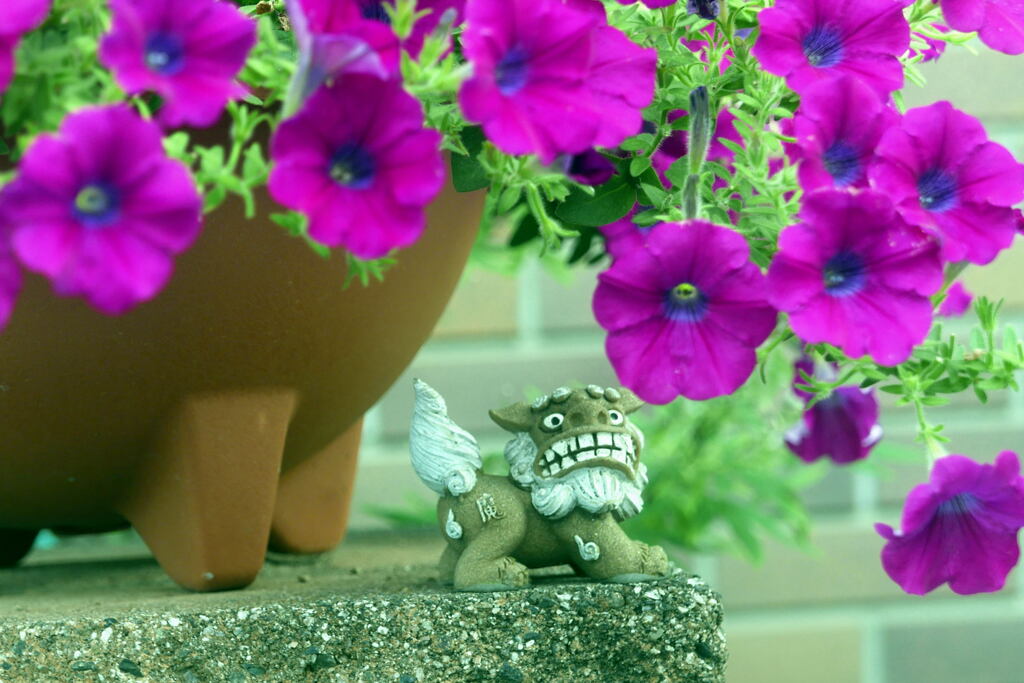 面白いご近所の花ー1