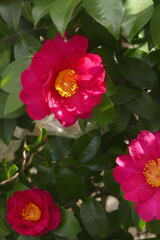  光あれば 輝く ―2