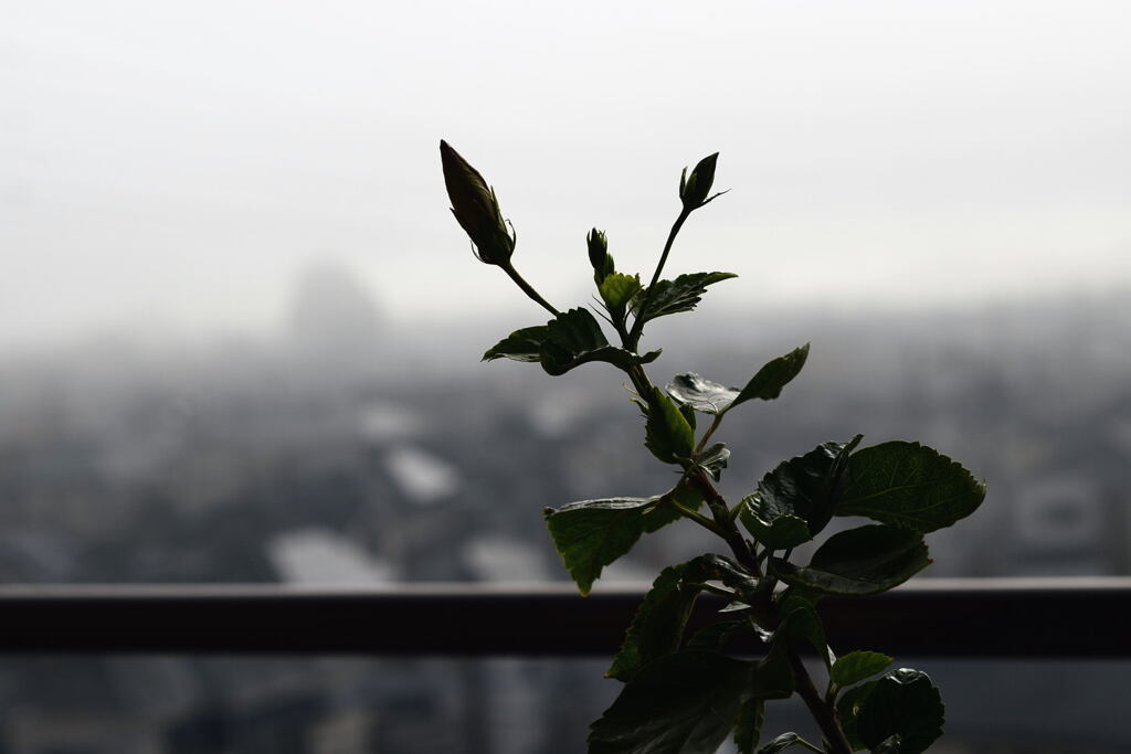  霧 の 朝 —1  