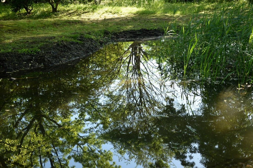 田植えが近い-1