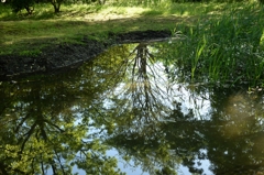 田植えが近い-1