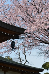 花　見　-1