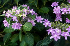  季 節 の 華―1