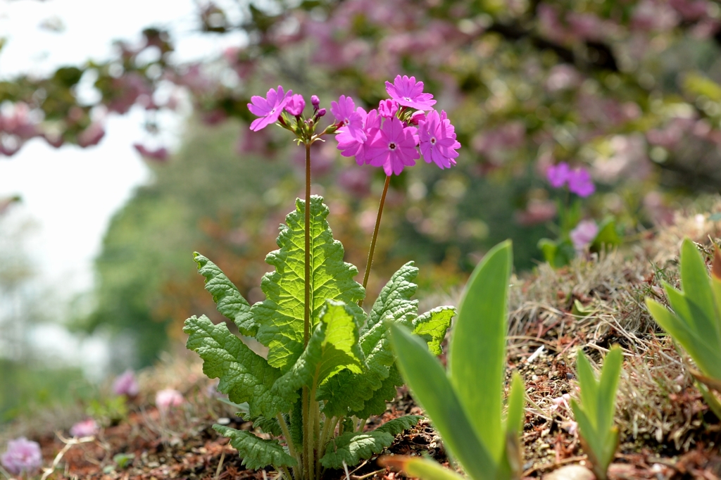 季節を違えずー1