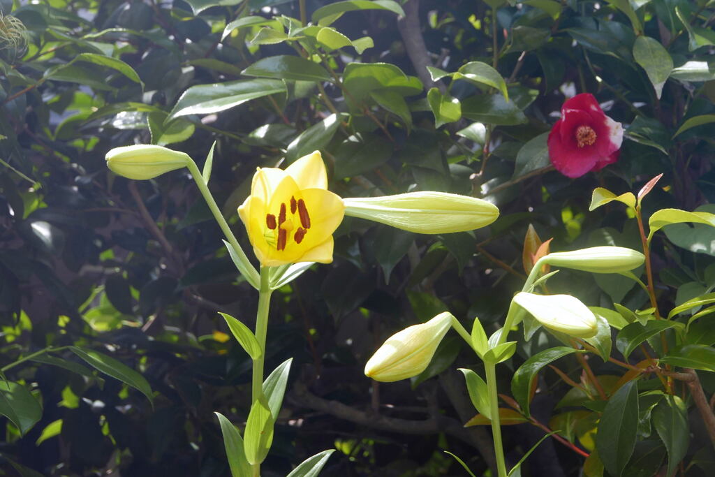 ご近所の花―2