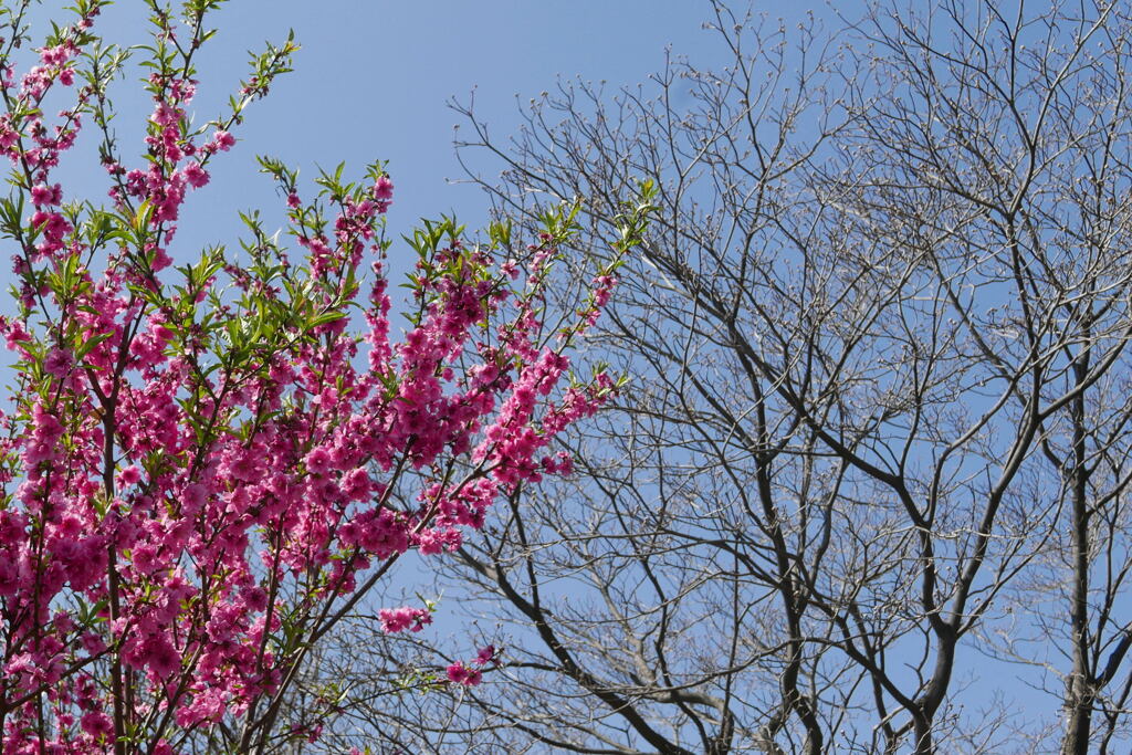 春が来た—1
