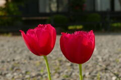 romantic  love