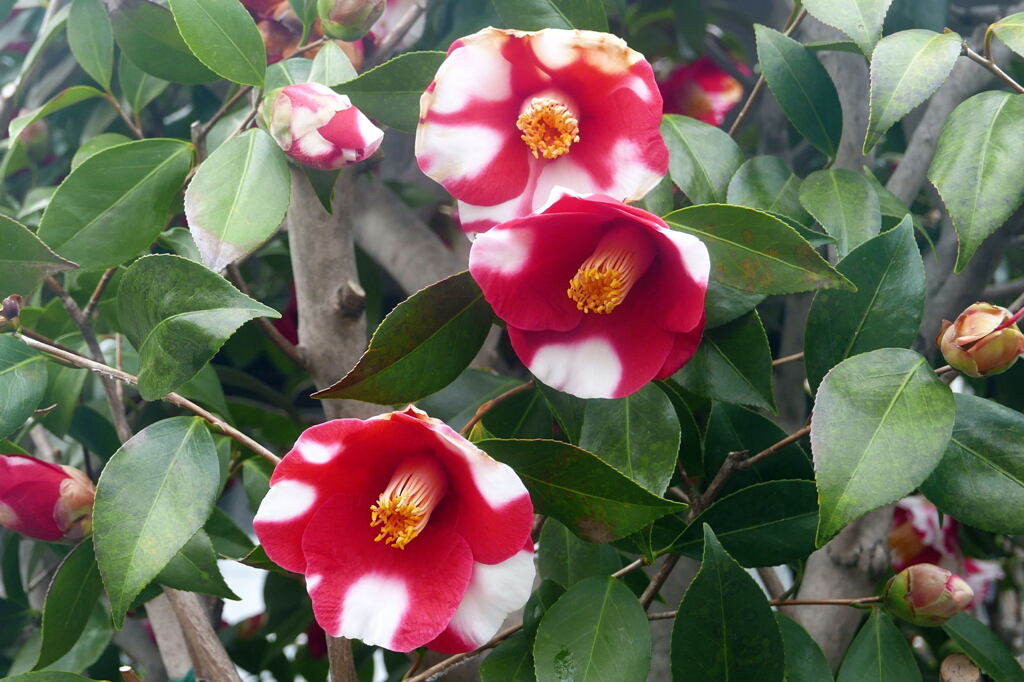  ご近所の花 ー2