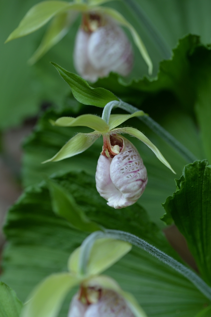 クマガイソウ　－3