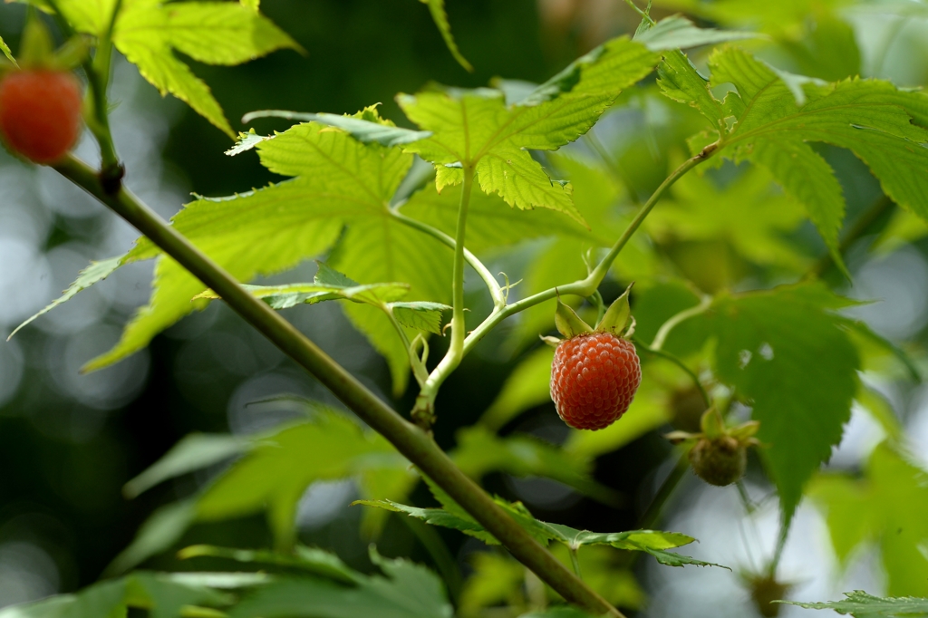 花から実へー2　　テンチャ