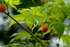 花から実へー2　　テンチャ