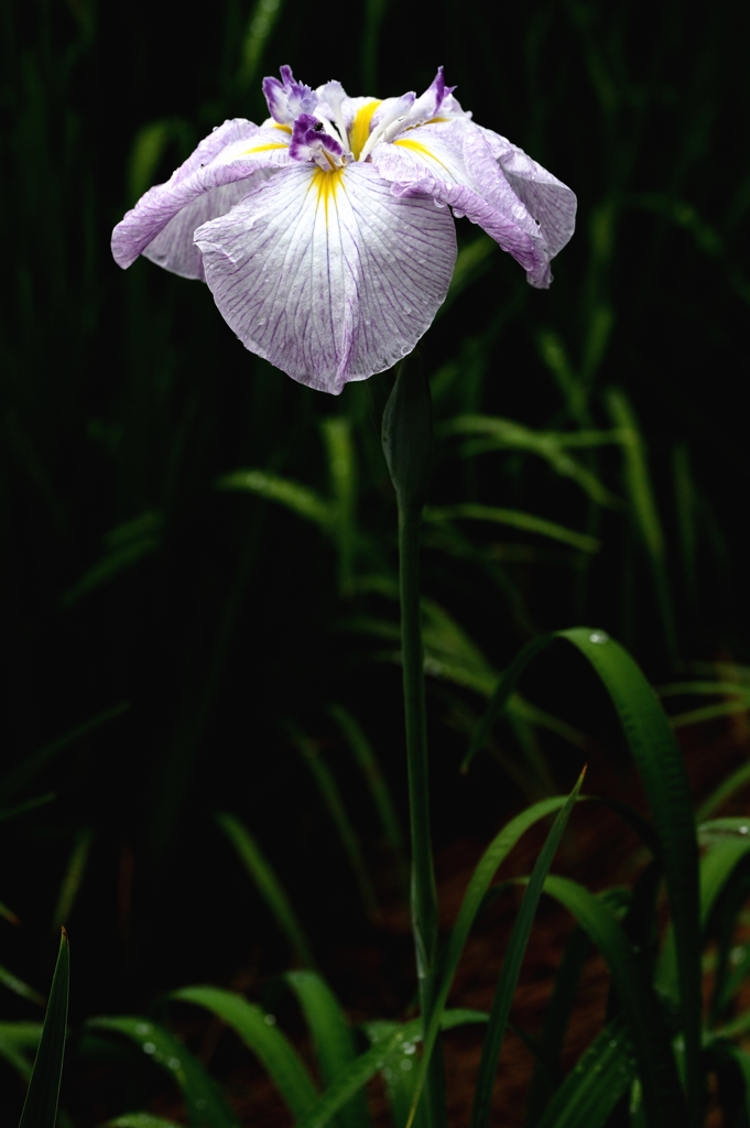 染谷の菖蒲ー１