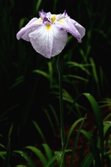 染谷の菖蒲ー１