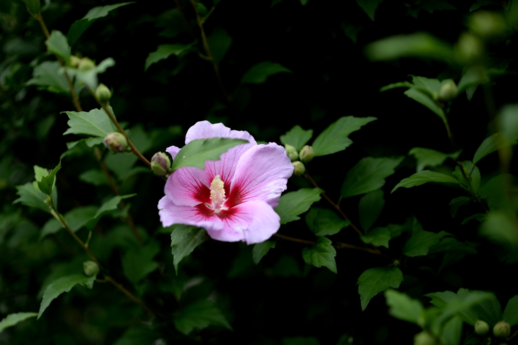 引き寄せられー3