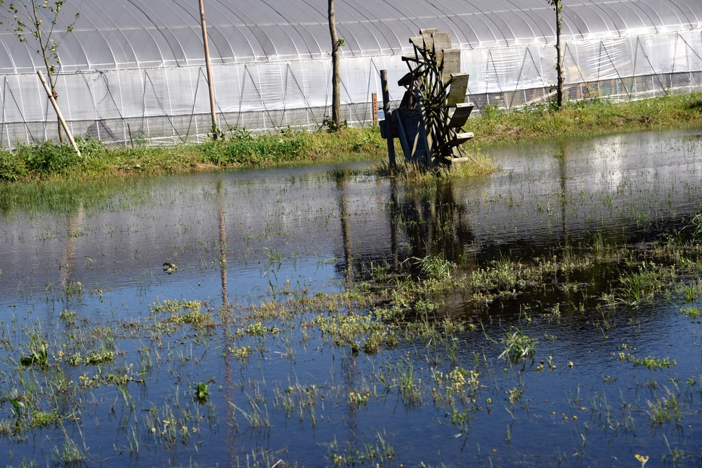 田植えが近いー3