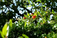 花から実へー3　　ザクロ