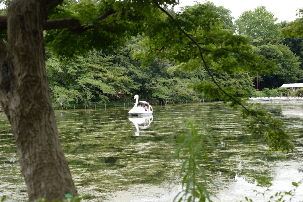 水草が繁茂する池ー1