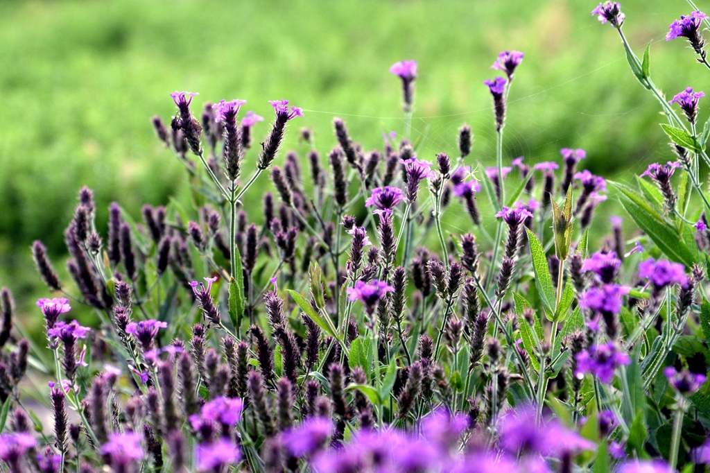 梅雨時の原で-2