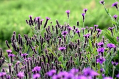 梅雨時の原で-2