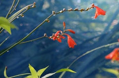 雨上がりの朝ー7