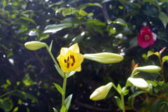 面白いご近所の花―2