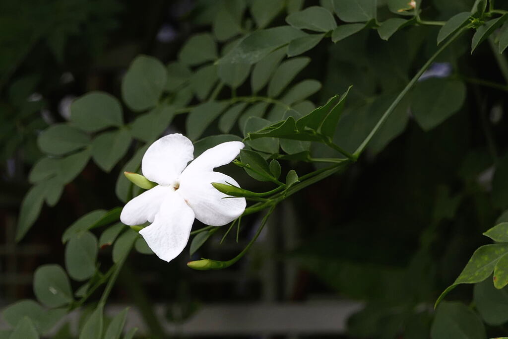 きりっとした 白花 ー1